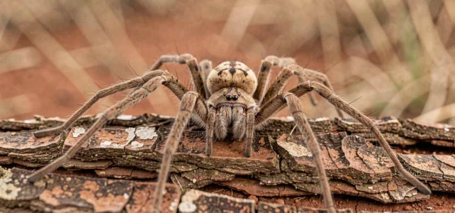 Découverte surprenante : tout savoir sur l’araignée couteau en Afrique et son mode de vie Découverte surprenante : tout savoir sur l’araignée couteau en Afrique et son mode de vie