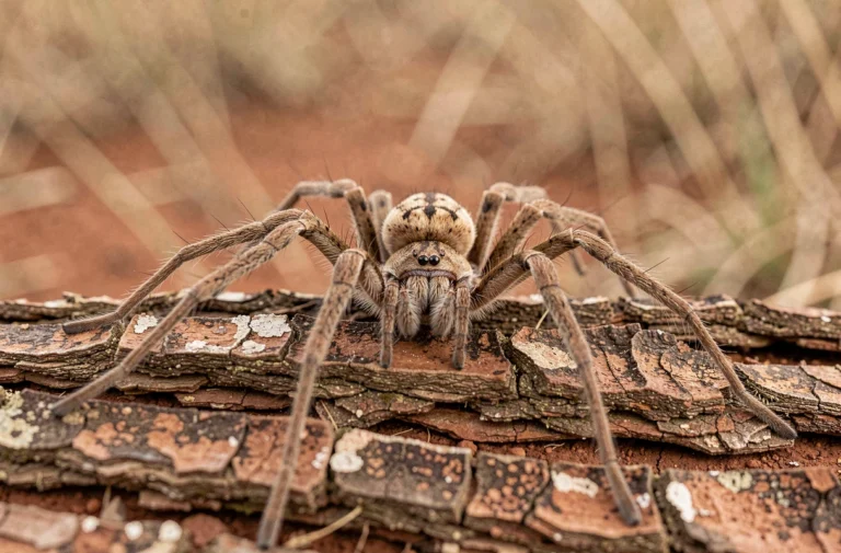 Araignée couteau africaine (Palystes) sur écorce d'acacia en Afrique du Sud, vue macro montrant ses longues pattes et ses motifs naturels